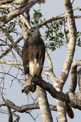 Haliaeetus ichthyaetus
