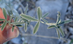 Indigofera complicata