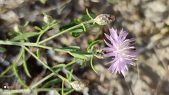 Centaurea scabiosa adpressa
