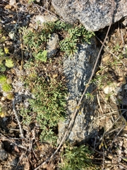 Selaginella sanguinolenta