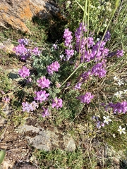 Oxytropis coerulea