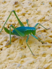 Leptophyes punctatissima