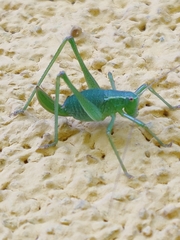 Leptophyes punctatissima