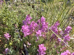 Oxytropis coerulea
