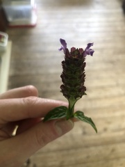 Prunella vulgaris