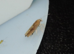 Eucosma cana