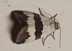 Maliattha quadripartita