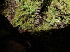 Pohlia longibracteata