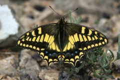 Papilio hospiton