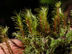 Pohlia longibracteata