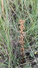 Orobanche cumana