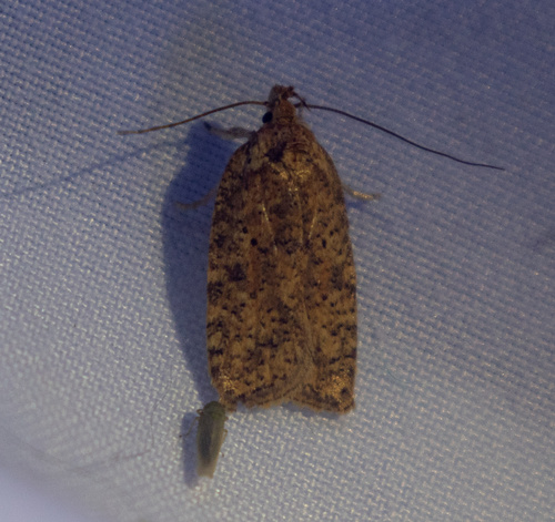 Thelma's Agonopterix Moth photo 3