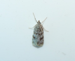 Scoparia ambigualis