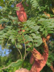 Gleditsia aquatica