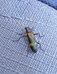 Strongylium luteicorne