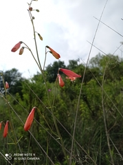 Penstemon barbatus