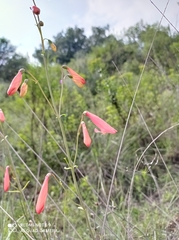Penstemon barbatus
