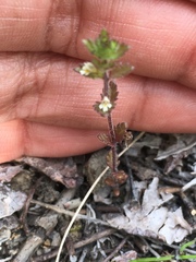 Euphrasia subarctica