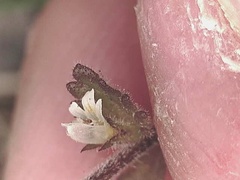 Euphrasia subarctica