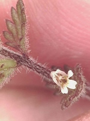 Euphrasia subarctica