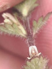 Euphrasia subarctica