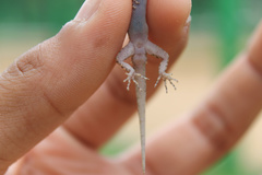 Cnemaspis mysoriensis