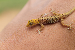 Cnemaspis mysoriensis