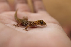 Cnemaspis mysoriensis