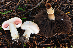 Agaricus agrinferus