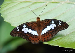 Moduza procris milonia