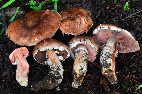 Agaricus fuscofibrillosus image