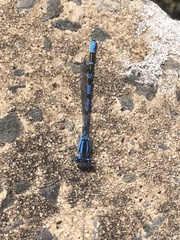 Enallagma cyathigerum