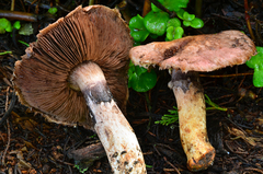 Agaricus fuscovelatus