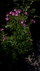 Epilobium hirsutum