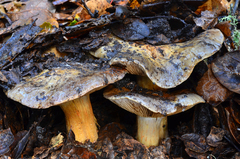 Cortinarius glaucopus