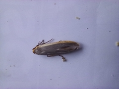 Eilema lurideola