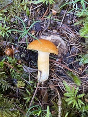 Lactarius porniniae