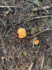 Lactarius porniniae