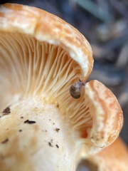Lactarius porniniae