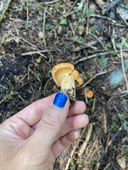 Lactarius porniniae