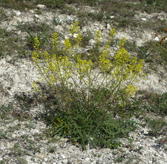 Brassica elongata pinnatifida