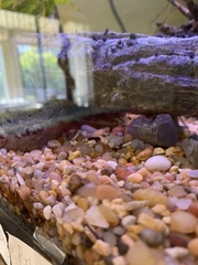 Pimelodus pictus