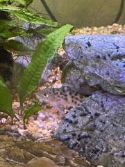Pimelodus pictus
