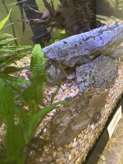 Pimelodus pictus