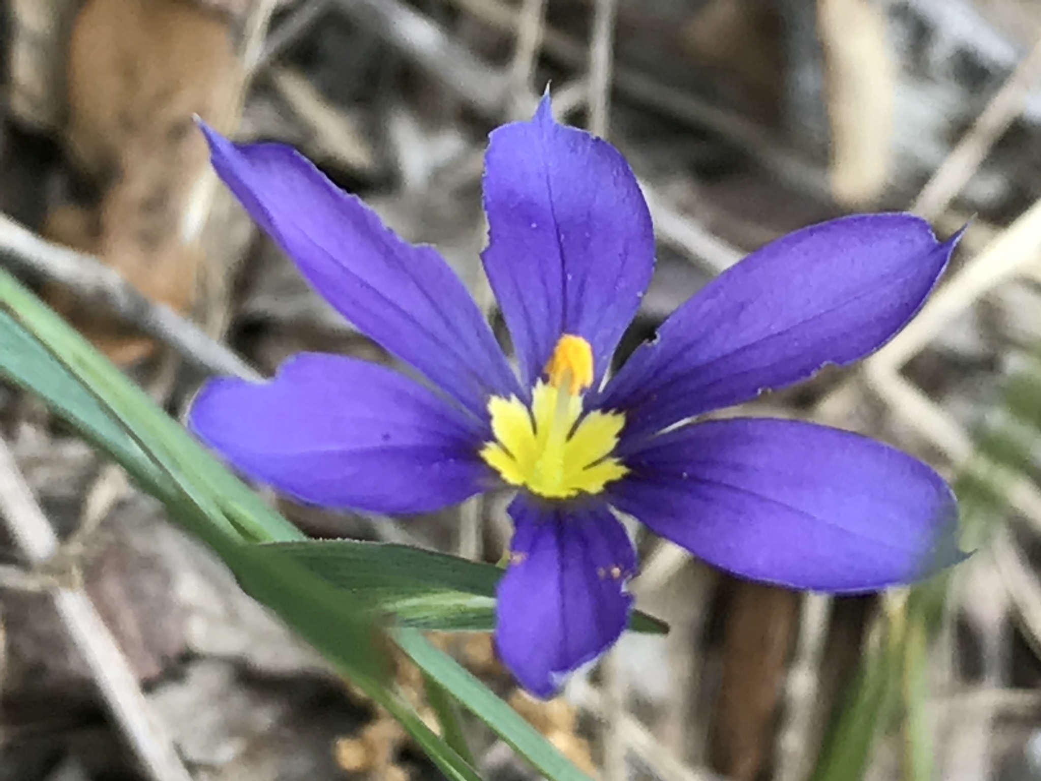 Sisyrinchium ensigerum