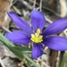 Sword-leaf Blue-eyed Grass - Photo (c) Laura Clark, some rights reserved (CC BY), uploaded by Laura Clark