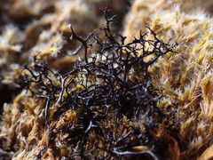 Cetraria aculeata