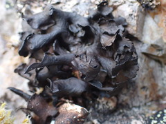 Umbilicaria polyphylla