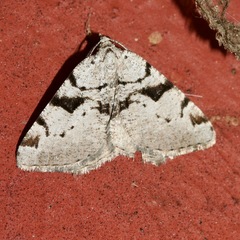 Macaria bitactata
