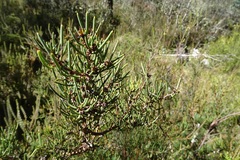 Hakea microcarpa